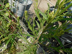 Lepidium densiflorum