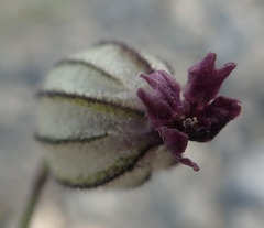 Silene uralensis