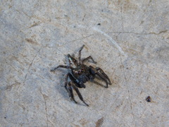 Anarrhotus fossulatus