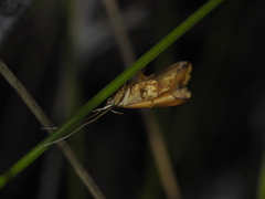 Crocanthes prasinopis