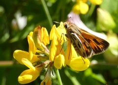 Hylephila fasciolata