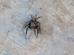 Anarrhotus fossulatus