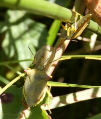 Brontocoris nigrolimbatus