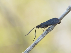 Pollanisus subdolosa