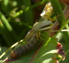 Brontocoris nigrolimbatus