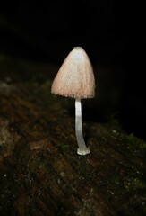 Coprinopsis