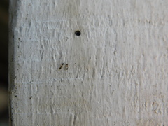 Monomorium floricola