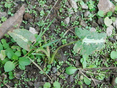 Syngonium wendlandii