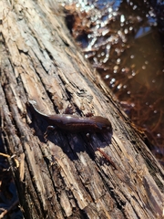 Ambystoma talpoideum