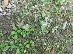 Syngonium wendlandii