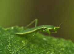 Orthodera ministralis
