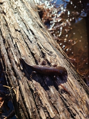 Ambystoma talpoideum
