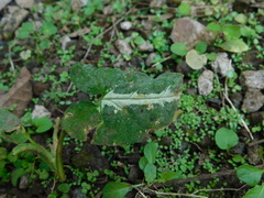 Syngonium wendlandii