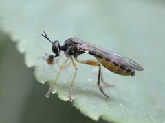 Dioctria linearis