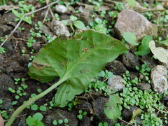 Syngonium wendlandii