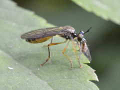 Dioctria linearis