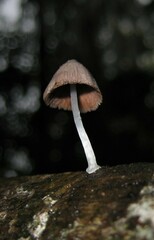 Coprinopsis