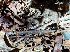 Leptodactylus albilabris