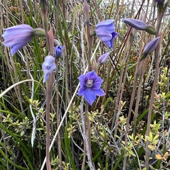 Thelymitra cyanea