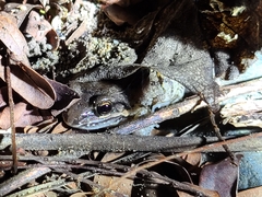 Leptodactylus albilabris