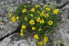 Draba grayana