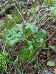 Tauschia hartwegii
