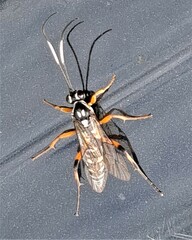 Xanthocryptus novozealandicus