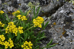 Draba grayana