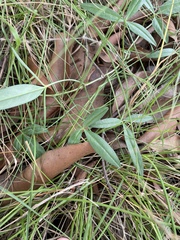 Listia bainesii