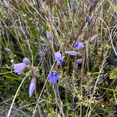 Thelymitra cyanea