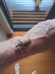 Phoracantha acanthocera