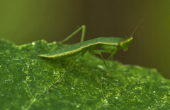 Orthodera ministralis
