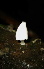 Coprinopsis