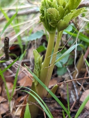 Tauschia hartwegii