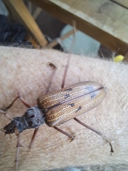 Phoracantha acanthocera