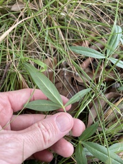 Listia bainesii