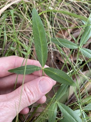 Listia bainesii