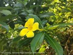 Allamanda cathartica