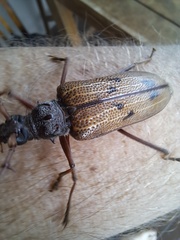 Phoracantha acanthocera