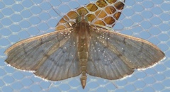 Poliobotys ablactalis