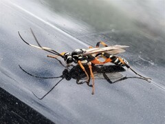 Xanthocryptus novozealandicus