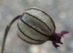 Silene uralensis