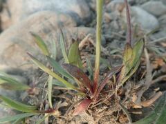 Silene uralensis