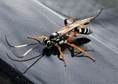 Xanthocryptus novozealandicus