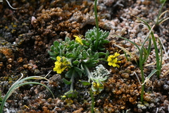 Draba grayana