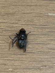 Calliphora vicina