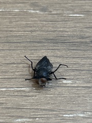 Calliphora vicina