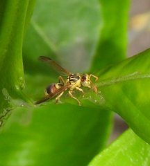 Ropalidia romandi