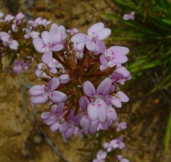 Stylidium confluens