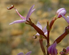 Stylidium confluens